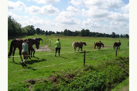 Bungalowpark de Bronzen Emmer Drenthe met paardenstalling en manege VMP019